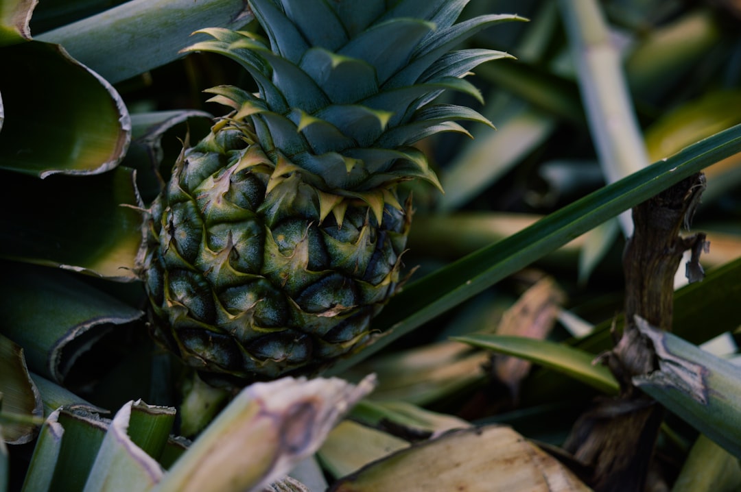 Photo Pineapple sage cocktail